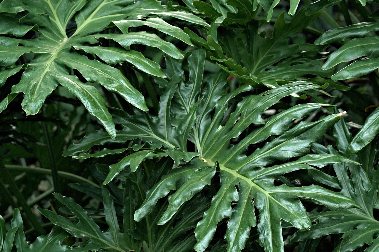 Living Green